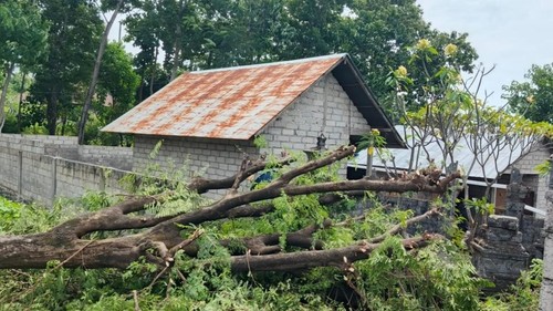Palinggih milik warga Desa Tulamben, Kecamatan Kubu Karangasem, rusak akibat tertimpa pohon tumbang, Rabu (21/5/2025). (Istimewa)