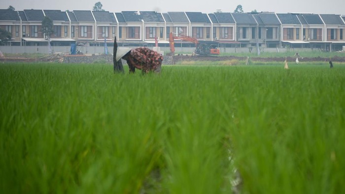 Foto udara kompleks perumahan di antara area persawahan di Sepatan, Kabupaten Tangerang, Banten, Rabu (21/5/2025). Menteri Koordinator Pangan Zulkifli Hasan mengatakan pemerintah akan menambah luas lahan sawah dilindungi dari delapan menjadi 20 provinsi atau sebelumnya total luas lahan 3.836.944 hektare ditambah 2.751.651 hektare untuk mengatasi alih fungsi lahan dan menjaga ketahanan pangan nasional melalui revisi Perpres Nomor 59 tahun 2019 terkait alih fungsi lahan sawah. ANTARA FOTO/Putra M. Akbar