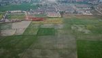 Pemerintah Tambah Luas Lahan Sawah Dilindungi untuk Cegah Alih Fungsi