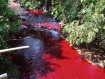 Penyebab Misterius Sungai Silayar Cirebon Berwarna Merah Darah