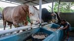 Prabowo Sumbang 2 Sapi 1,15 Ton untuk Idul Adha di Tangerang