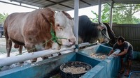 Presiden memberi dua ekor sapi jenis simental dengan berat 1,15 ton seharga Rp115 juta dan brahman dengan berat 1 ton seharga Rp100 juta untuk disembelih pada Hari Raya Idul Adha 1446 H di wilayah Banten.