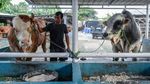 Prabowo Sumbang 2 Sapi 1,15 Ton untuk Idul Adha di Tangerang