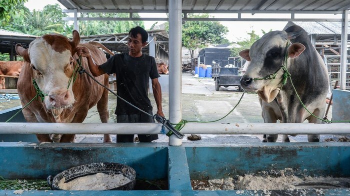 Prabowo Sumbang 2 Sapi 1,15 Ton untuk Idul Adha di Tangerang Peternak menunjukkan sapi kurban dari Presiden Prabowo Subianto di Cipondoh, Kota Tangerang, Banten, Selasa (20/5/2025). Presiden memberi dua ekor sapi jenis simental dengan berat 1,15 ton seharga Rp115 juta dan brahman dengan berat 1 ton seharga Rp100 juta untuk disembelih pada Hari Raya Idul Adha 1446 H di wilayah Banten. ANTARA FOTO/Putra M. Akbar/rwa.
