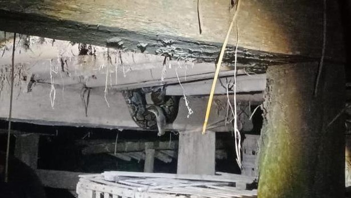 Proses evakuasi ular sanca kembang di Girimulyo, Kulon Progo, Selasa (20/5/2025) malam.