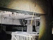 Hiii! Ular Sanca 8 Kg Kepergok Mangsa Ayam di Girimulyo Kulon Progo