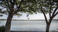 Air merendam area persawahan di Dusun Pangkalan, Desa Sumberejo, serta Dusun Kroyo, Desa Gebangarum.