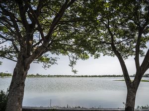 Ratusan Hektare Lahan Pertanian di Demak Terendam Banjir