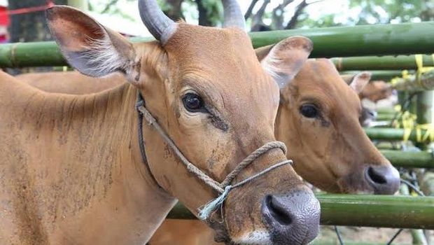 Sapi Bali. (Dirjen Peternakan dan Kesehatan Hewan Kementan)