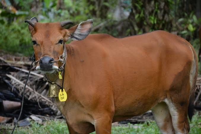 Sapi Bali. (Dok Dinas Peternakan dan Kesehatan Hewan Provinsi Riau)