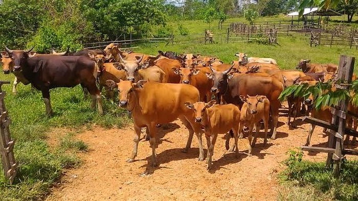 Sapi Bali. (Dok. Sistem Informasi Perkembangan Ternak)