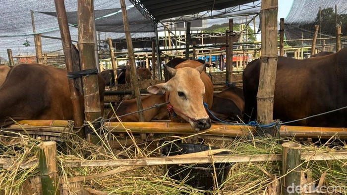 Sapi kurban di Surabaya
