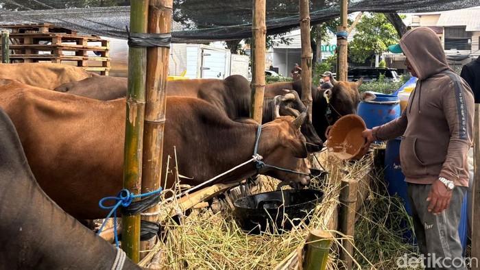 Sapi kurban di Surabaya