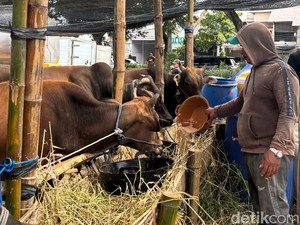 Pemerintah Jamin Stok Sapi Aman dan Bebas PMK Jelang Idul Adha