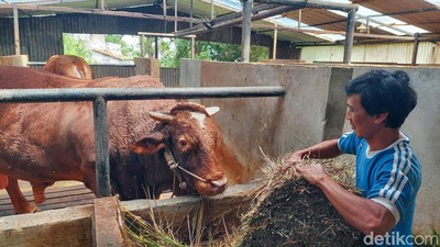 Melihat Sapi Kurban 1,3 Ton Milik Prabowo di Bandung Barat