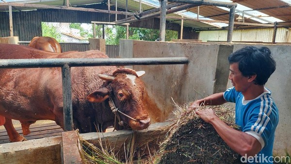 Melihat Sapi Kurban 1,3 Ton Milik Prabowo di Bandung Barat