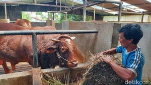 Melihat Sapi Kurban 1,3 Ton Milik Prabowo di Bandung Barat