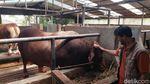 Melihat Sapi Kurban 1,3 Ton Milik Prabowo di Bandung Barat
