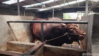 Tatang dibeli dari seorang peternak sapi di daerah Lembang, Bandung Barat, tahun 2024 lalu. Saat dibeli, bobot Tatang cuma sekitar 980-an kilogram.