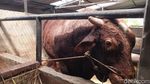 Melihat Sapi Kurban 1,3 Ton Milik Prabowo di Bandung Barat
