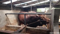 Salah satunya Tatang, sapi berjenis limousin milik peternak asal Kampung Barunyatuh, Desa Pasirlangu, Kecamatan Cisarua, KBB.