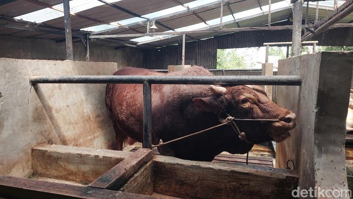 Sapi kurban yang dibeli Presiden Prabowo di Bandung Barat Sapi kurban yang dibeli Presiden Prabowo di Bandung Barat