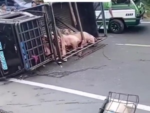 Babi-babi Berhamburan ke Jalan di Deli Serdang Usai Pikap Pengangkut Terbalik