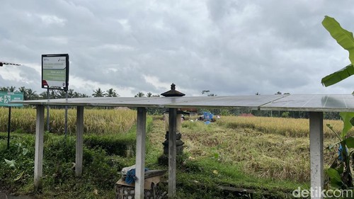 Suasana di Subak Lauh Batu, Desa Keliki, Gianyar, Rabu (21/5/2025).