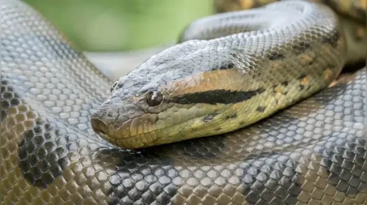 Anaconda Hijau Utara