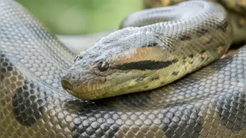 Meskipun reputasinya menakutkan, anaconda jarang menimbulkan ancaman bagi manusia. Mereka memainkan peran ekologis yang vital dan lebih cenderung melarikan diri daripada melawan saat ditemui manusia. Foto: India Times