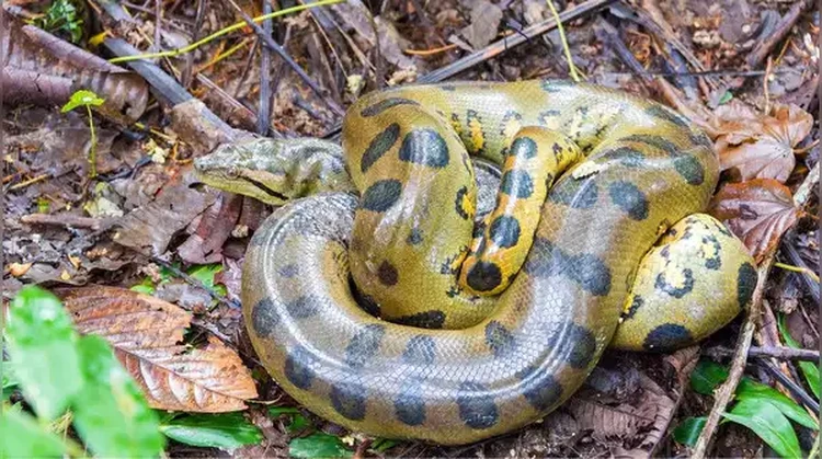 Anaconda Hijau Utara