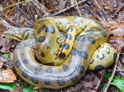 Mengenal Anaconda Hijau Utara, Ular Terbesar di Dunia Berat 500 Kilogram