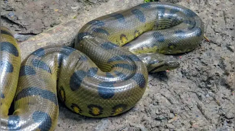 Anaconda Hijau Utara