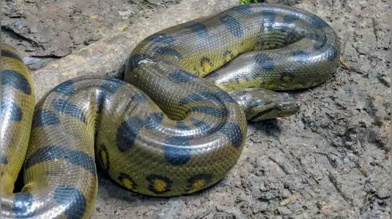Anaconda Hijau Utara