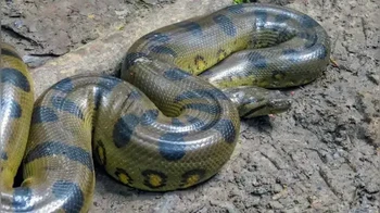Spesies ini baru diakui secara resmi sebagai spesies terpisah pada tahun 2024! Sebelumnya, spesies ini dianggap sama dengan anaconda hijau biasa (Eunectes murinus). Analisis genetik dan perbedaan fisik, seperti pola warna dan struktur tengkorak yang berbeda, membuat para ilmuwan mengidentifikasi spesies ini sebagai spesies unik yang menghuni wilayah tertentu. Foto: India Times