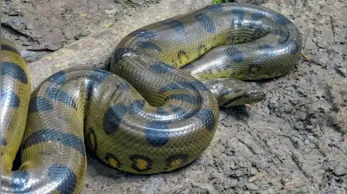 Anaconda Hijau Utara