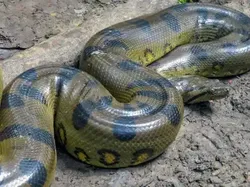 Mengenal Anaconda Hijau Utara, Ular Terbesar di Dunia Berat 500 Kilogram