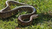 Anaconda Hijau Utara