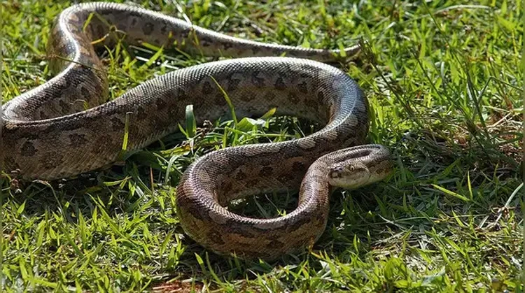 Anaconda Hijau Utara