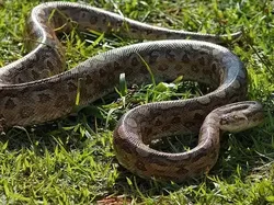 Mengenal Anaconda Hijau Utara, Ular Terbesar di Dunia Berat 500 Kilogram