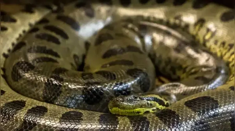 Anaconda Hijau Utara
