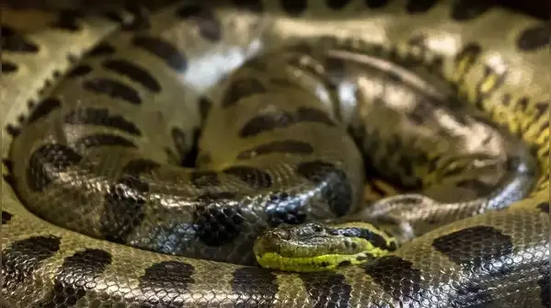Anaconda Hijau Utara