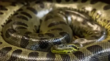 Anaconda memainkan peran penting dalam ekosistem Amazon sebagai predator puncak, membantu mengatur populasi spesies lain. Populasi anaconda yang berkembang pesat merupakan tanda lingkungan yang sehat dengan makanan yang cukup dan air bersih. Namun, penemuan ini menggarisbawahi ancaman yang dihadapi predator ini. Deforestasi, polusi, dan perubahan iklim merusak ekosistem rapuh yang mendukung anaconda dan spesies lainnya. Kesehatan ular ini sering kali mencerminkan tantangan lingkungan yang lebih luas di Amazon. Foto: India Times