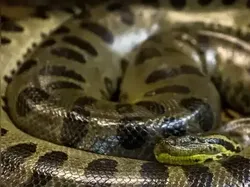 Mengenal Anaconda Hijau Utara, Ular Terbesar di Dunia Berat 500 Kilogram