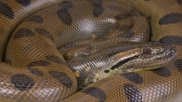 Anaconda Hijau Utara