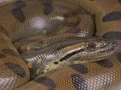 Mengenal Anaconda Hijau Utara, Ular Terbesar di Dunia Berat 500 Kilogram