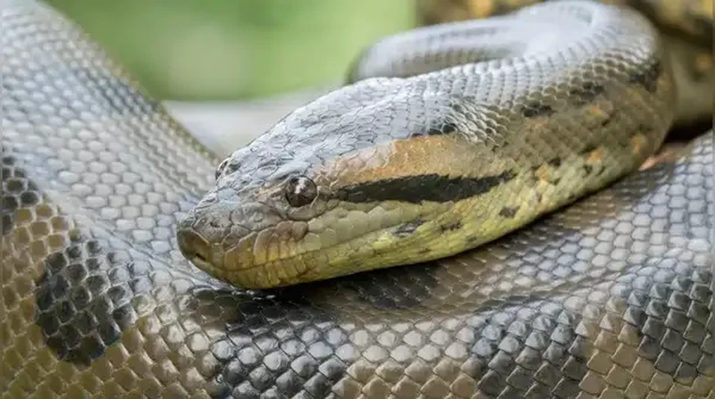 Anaconda Hijau Utara