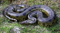 Anaconda Hijau Utara