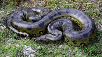Dalam penemuan yang luar biasa, para ilmuwan telah mengidentifikasi spesies baru anaconda raksasa di Amazon, yang disebut Anaconda Hijau Utara (Eunectes akayima). Ular besar ini berukuran panjang 8 meter dan berat 500 kilogram, melampaui rekor sebelumnya untuk ular terbesar. Meskipun Anaconda Hijau telah lama menyandang gelar ular terbesar di Bumi, penemuan ini menantangnya, mengungkap lebih banyak keajaiban tersembunyi dari hutan hujan Amazon dan keanekaragaman hayatinya yang luar biasa. Foto: India Times
