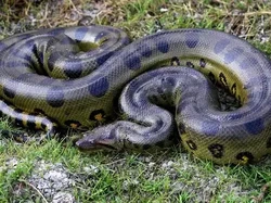 Mengenal Anaconda Hijau Utara, Ular Terbesar di Dunia Berat 500 Kilogram